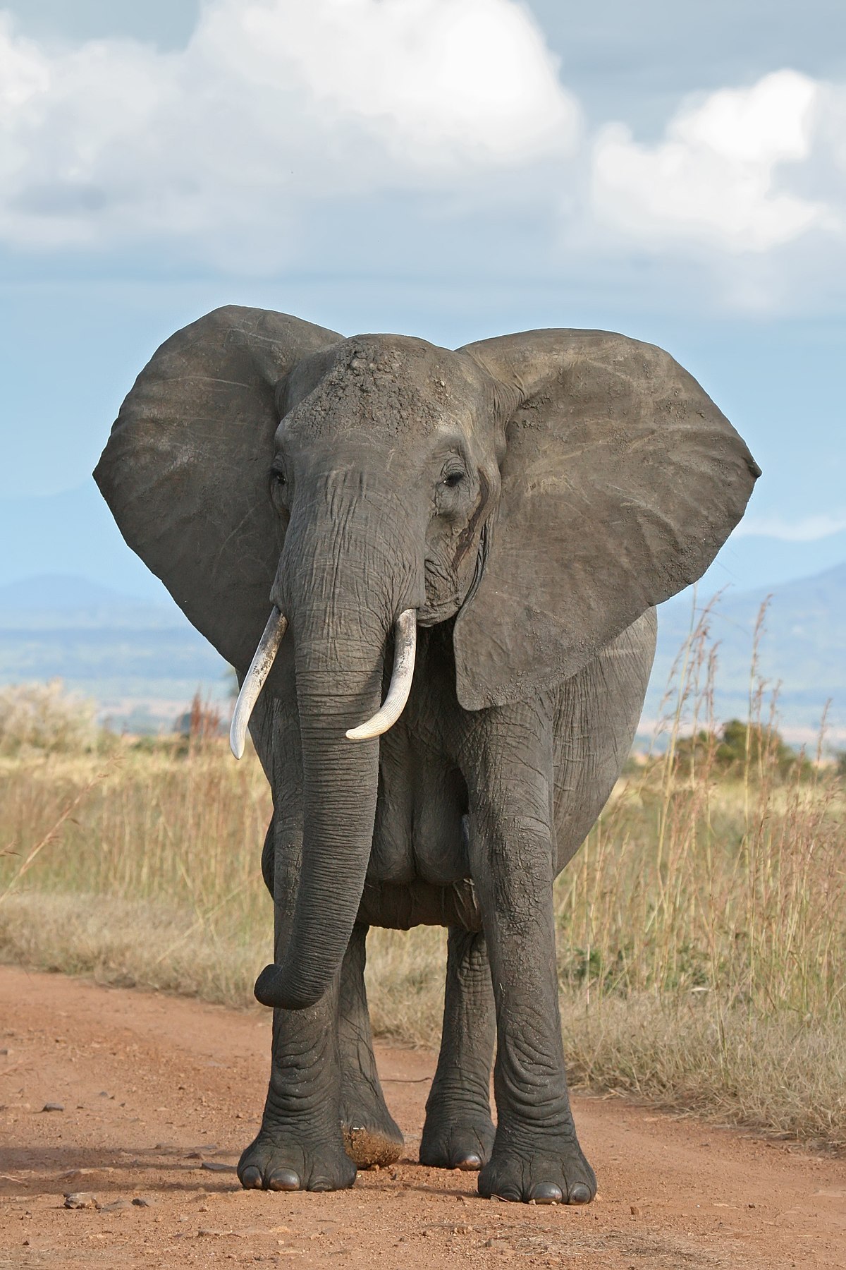 1200px-African_Bush_Elephant
