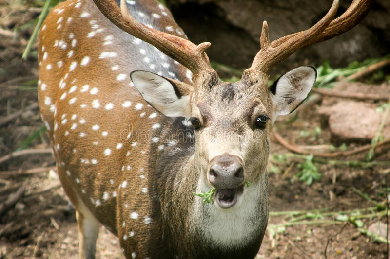 common-spotted-deer-staring-cameran-55979023