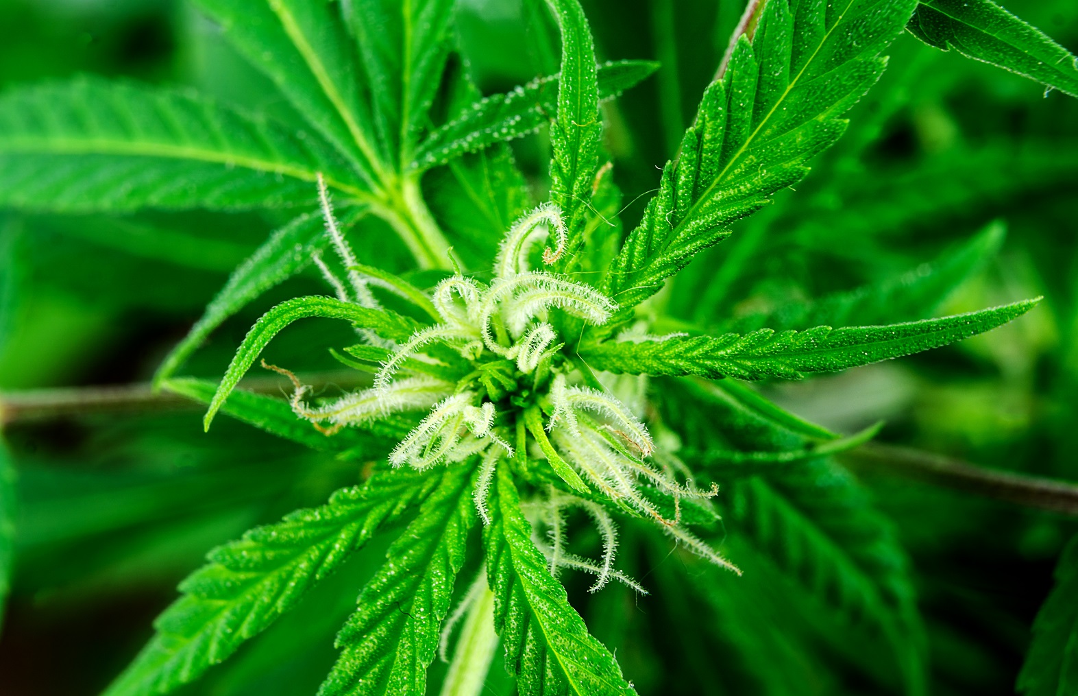 cannabis-flower-macro-8M9DDCF