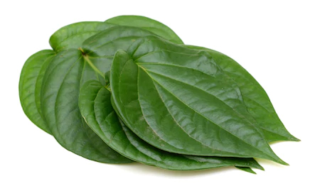 bettle leaf