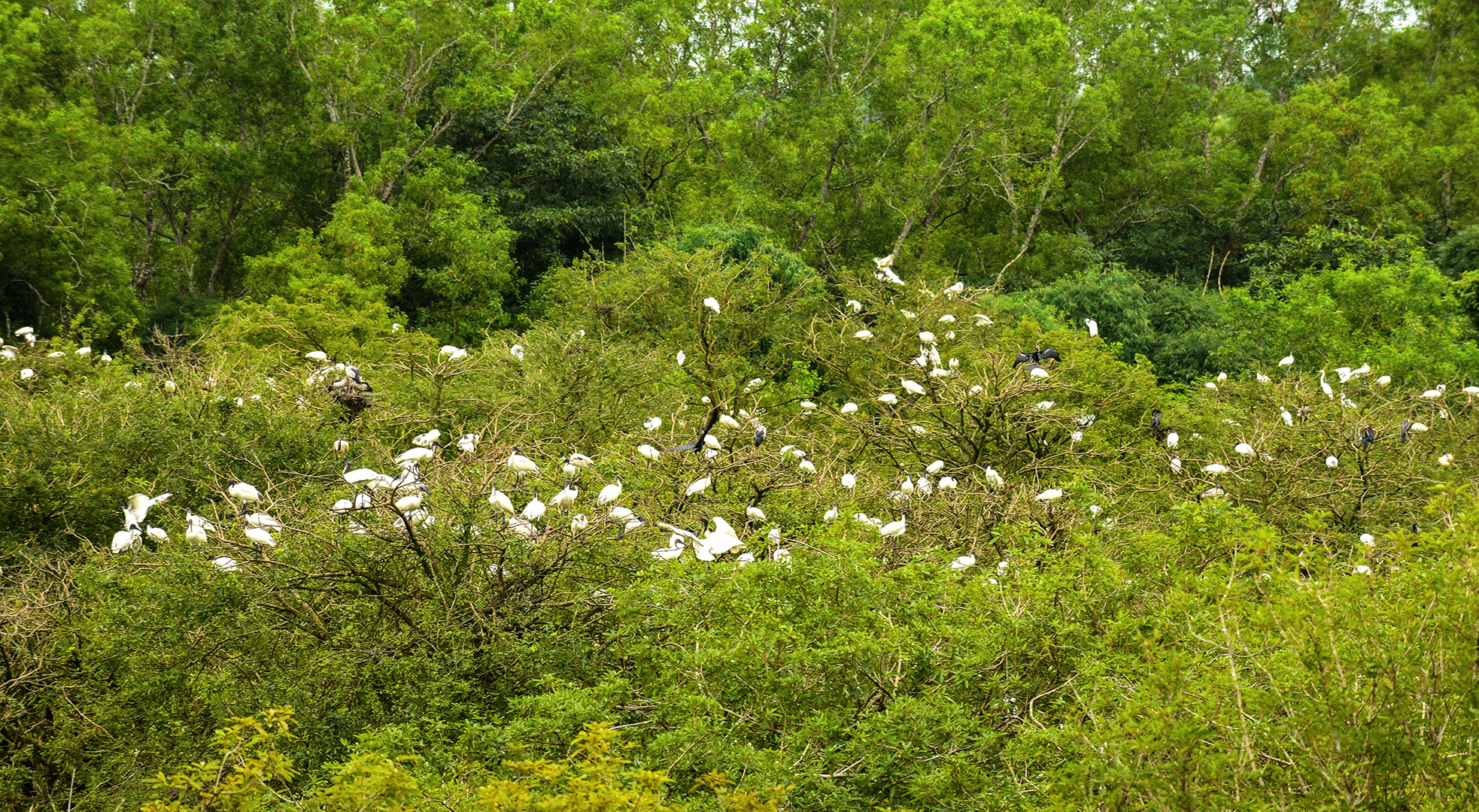 Gudavi-Bird-Sanctuary