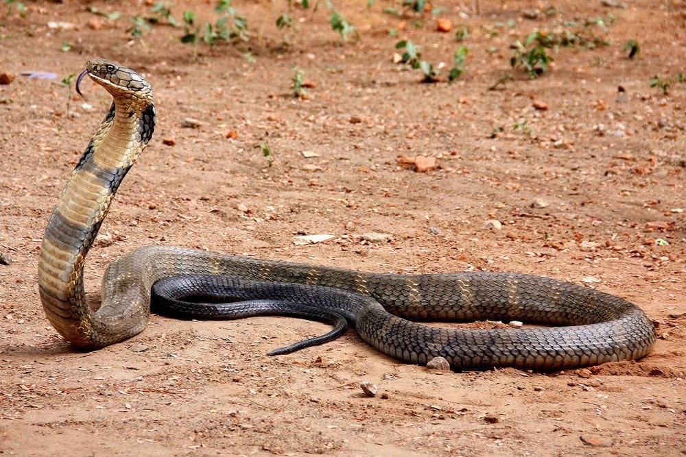 king cobra