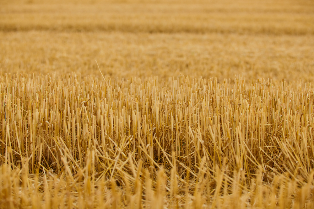 Agriculture - wheat