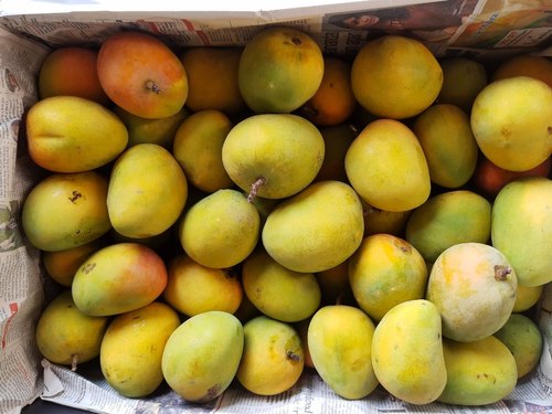 mangoe issue