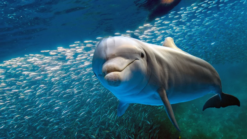 dolphin fish