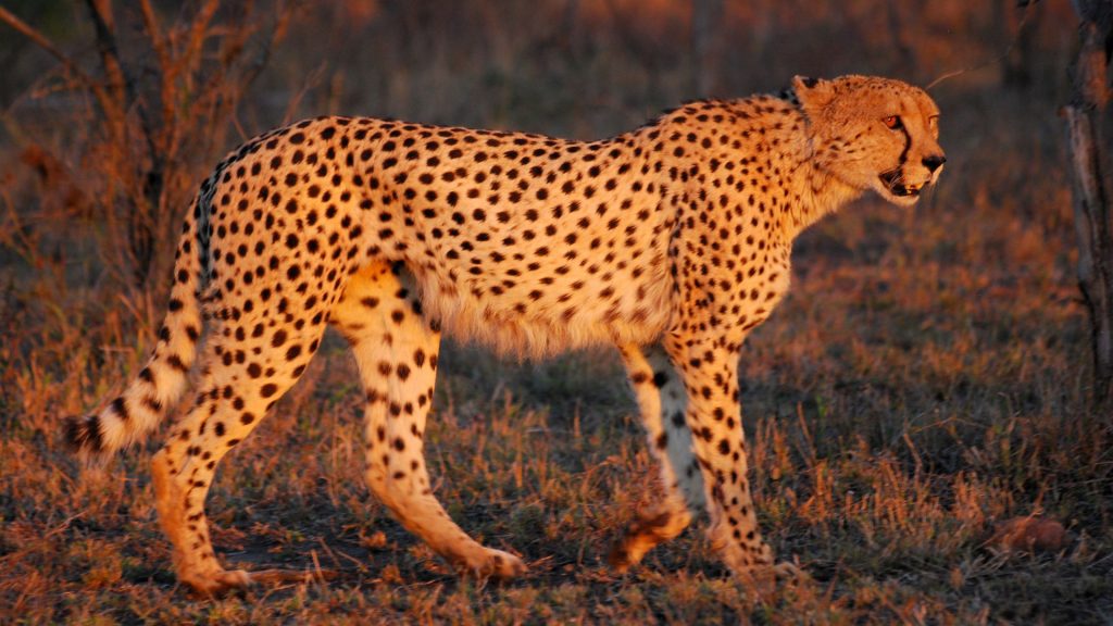 namibia - Difference between cheetah and leopard