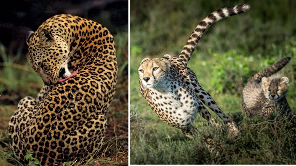 Leopard - Difference between cheetah and leopard