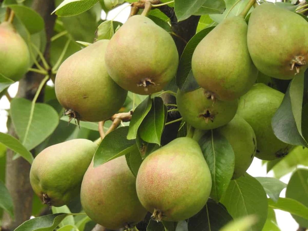Pear Fruit - Variety Of Fruits list are here