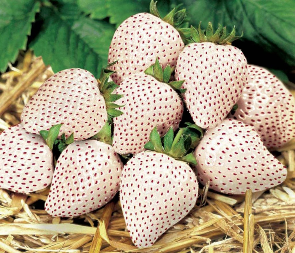 Strawberry - Variety Of Fruits list are here