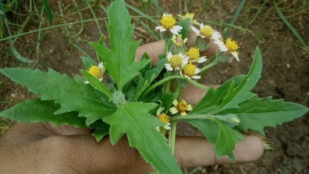 Medicinal Jayanthi Plant