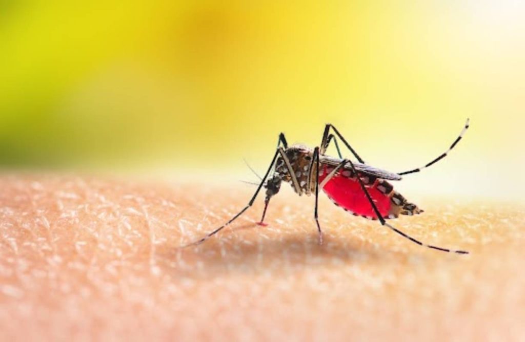 Health Precautions For Dengue Virus