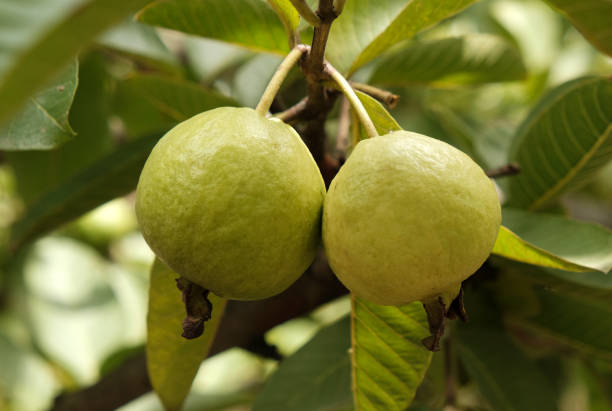 Health Tips Of Guava Fruit