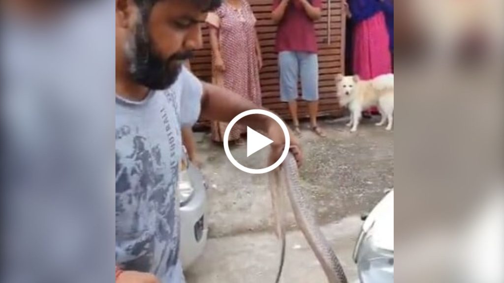 Snake Catching Video Viral