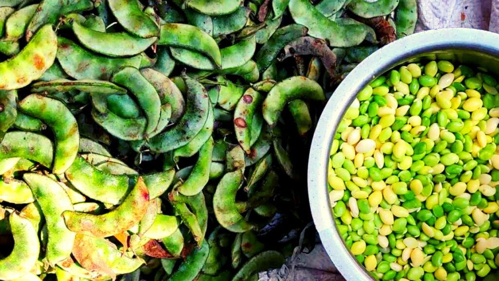 Health benefits hyacinth beans