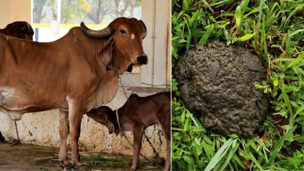 cowdung help normal delivery