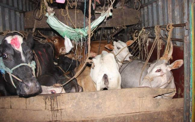 illegal transporting of cattle