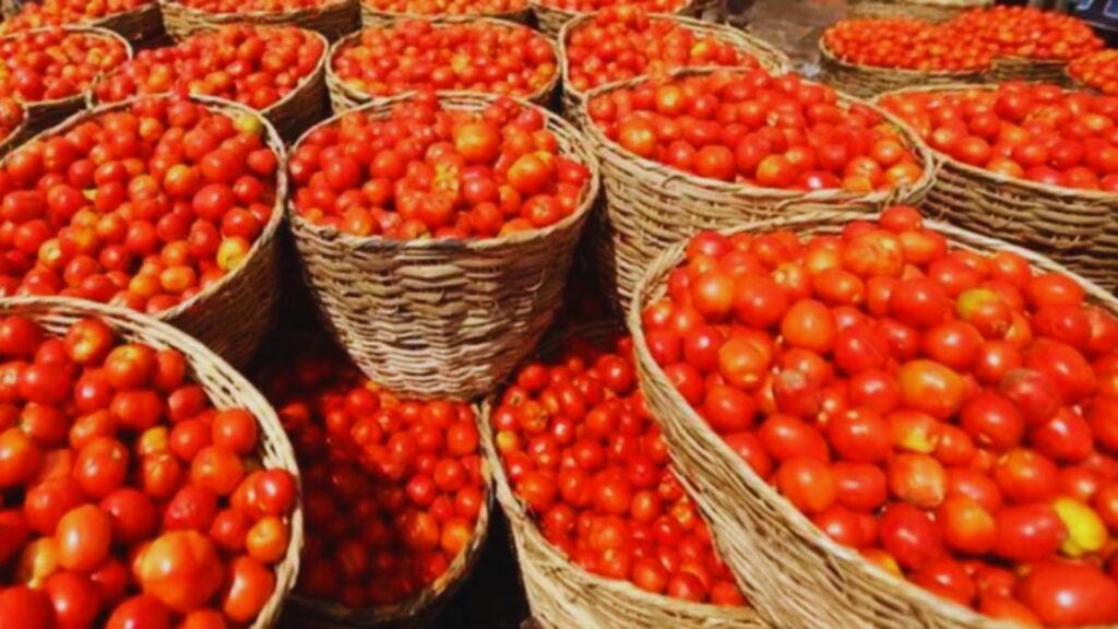tomato price skyrocketed to hundred