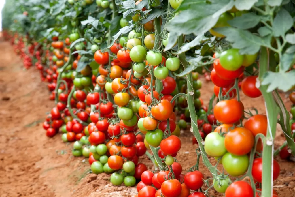 tomatoes price overtaking gold