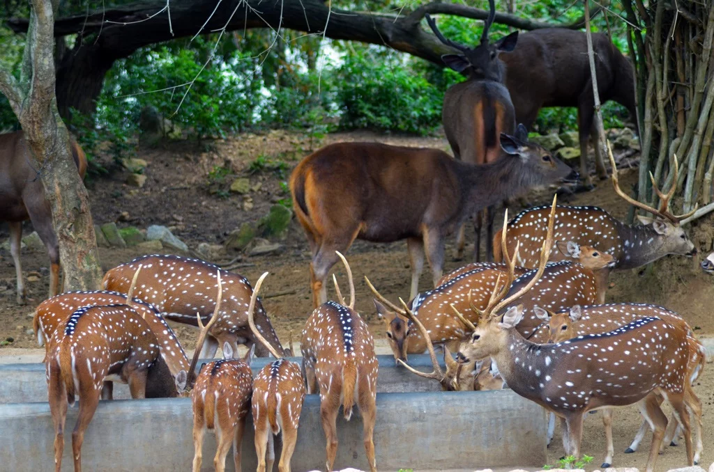 Deers died in Bannerghatta Park