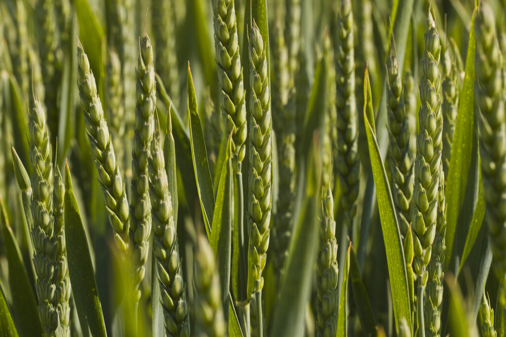 Unhealthy Secrets of Wheat