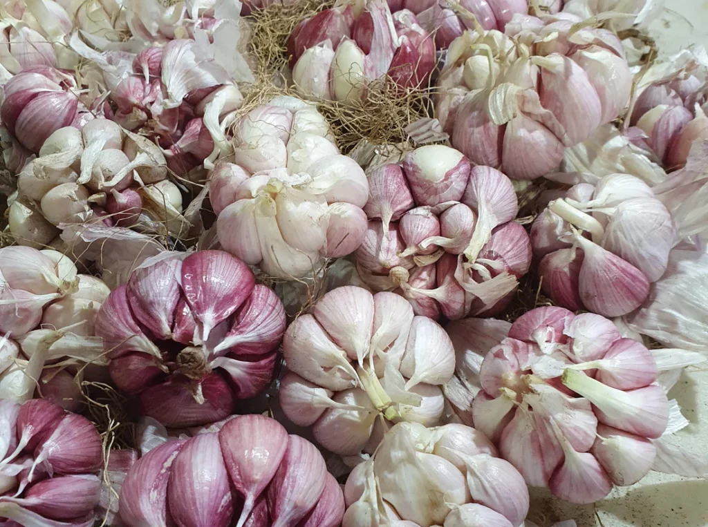 Garlic Benefits for Winter