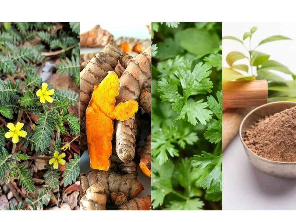 Herbs Benefits for Kidney