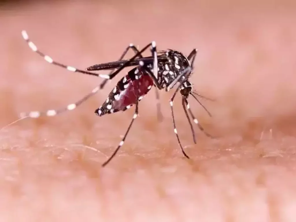 Zika Virus in Chikkaballapur