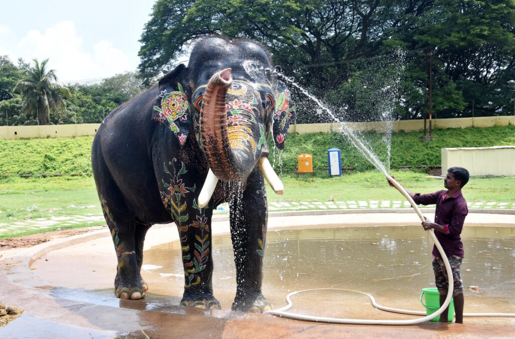 Elephant Arjuna Death investigation