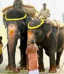 Arjuna Elephant Died